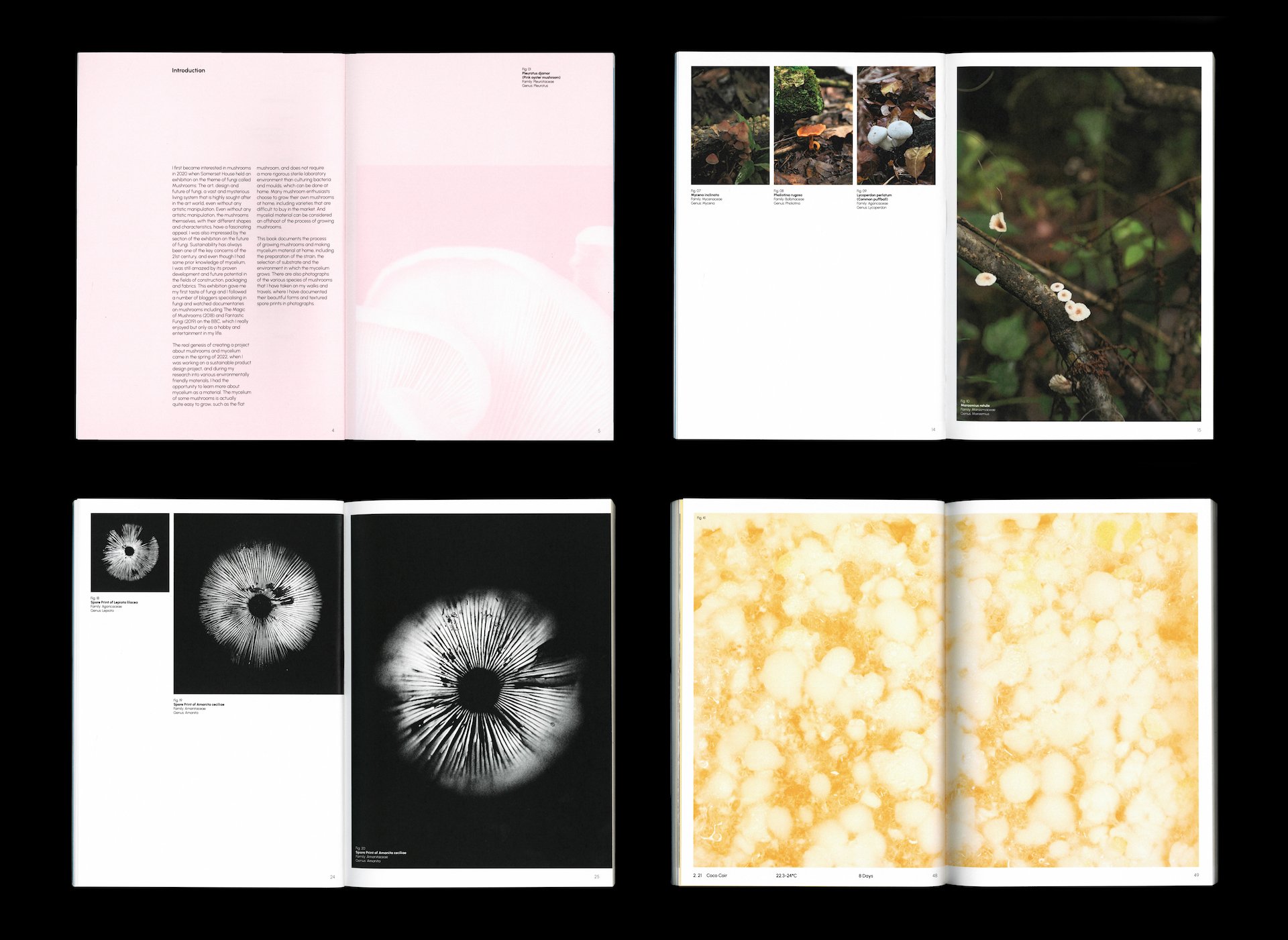 Mushroom, mycelium and us